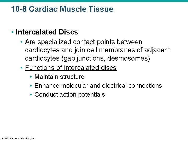 10 -8 Cardiac Muscle Tissue • Intercalated Discs • Are specialized contact points between