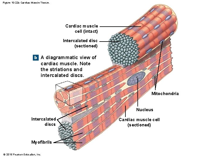 Figure 10 -22 b Cardiac Muscle Tissue. Cardiac muscle cell (intact) Intercalated disc (sectioned)