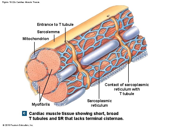 Figure 10 -22 c Cardiac Muscle Tissue. Entrance to T tubule Sarcolemma Mitochondrion Contact