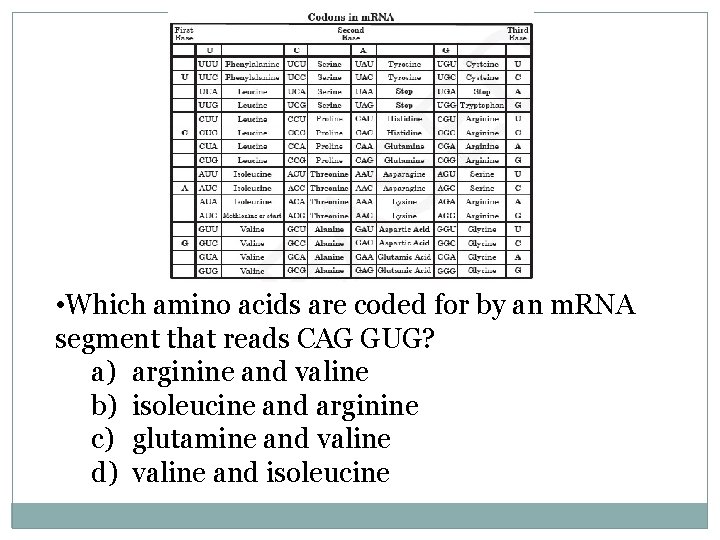  • Which amino acids are coded for by an m. RNA segment that