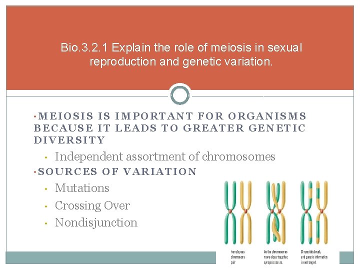 Bio. 3. 2. 1 Explain the role of meiosis in sexual reproduction and genetic