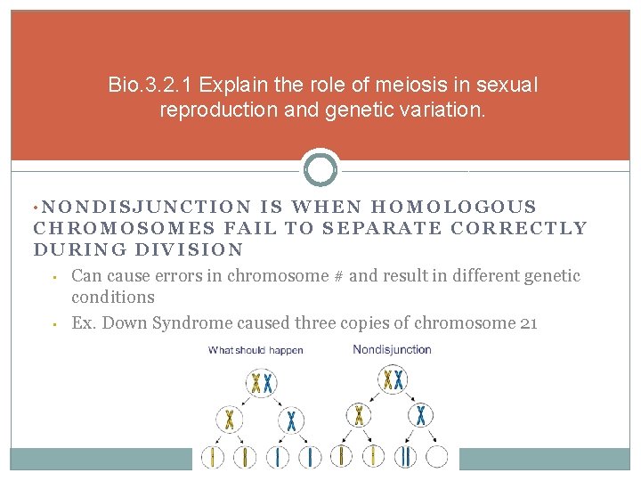 Bio. 3. 2. 1 Explain the role of meiosis in sexual reproduction and genetic