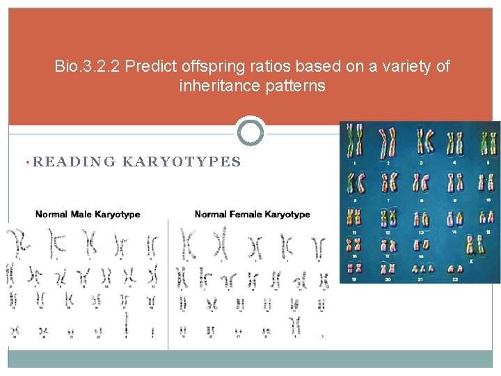Bio. 3. 2. 2 Predict offspring ratios based on a variety of inheritance patterns