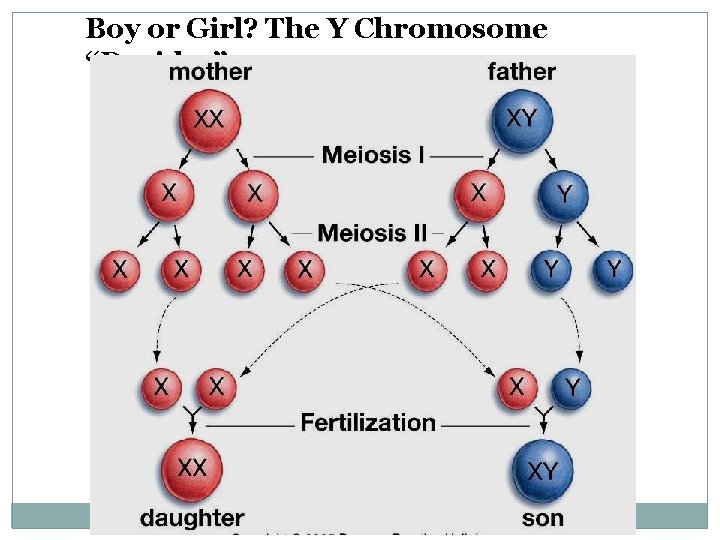 Boy or Girl? The Y Chromosome “Decides” 