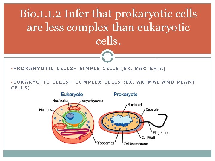 Bio. 1. 1. 2 Infer that prokaryotic cells are less complex than eukaryotic cells.