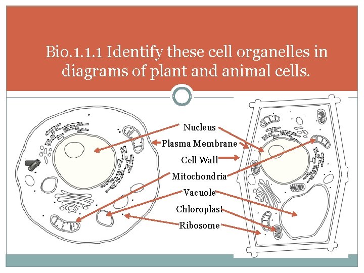 Bio. 1. 1. 1 Identify these cell organelles in diagrams of plant and animal