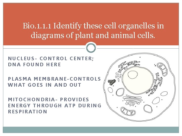 Bio. 1. 1. 1 Identify these cell organelles in diagrams of plant and animal