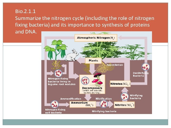 Bio. 2. 1. 1 Summarize the nitrogen cycle (including the role of nitrogen fixing