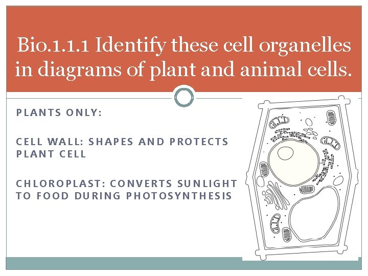 Bio. 1. 1. 1 Identify these cell organelles in diagrams of plant and animal