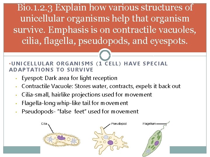 Bio. 1. 2. 3 Explain how various structures of unicellular organisms help that organism