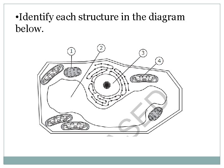  • Identify each structure in the diagram below. 