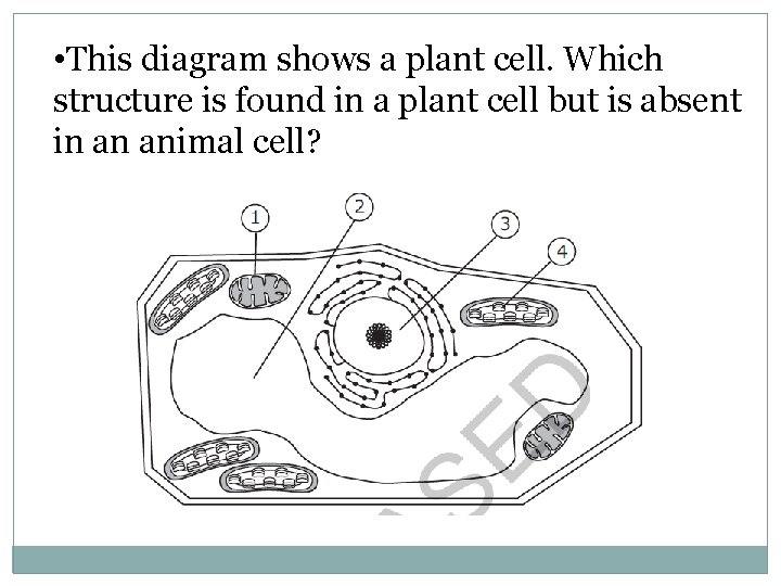  • This diagram shows a plant cell. Which structure is found in a
