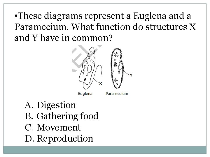  • These diagrams represent a Euglena and a Paramecium. What function do structures