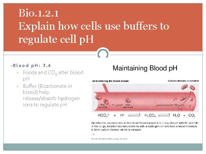 Bio. 1. 2. 1 Explain how cells use buffers to regulate cell p. H