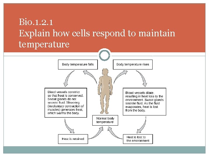 Bio. 1. 2. 1 Explain how cells respond to maintain temperature 