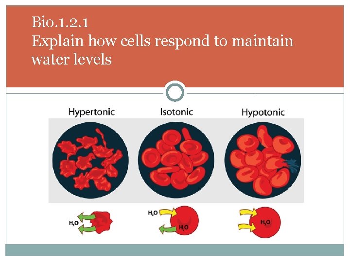Bio. 1. 2. 1 Explain how cells respond to maintain water levels 