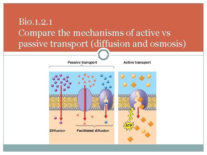 Bio. 1. 2. 1 Compare the mechanisms of active vs passive transport (diffusion and