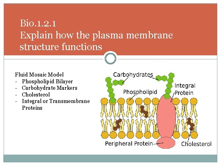 Bio. 1. 2. 1 Explain how the plasma membrane structure functions Fluid Mosaic Model