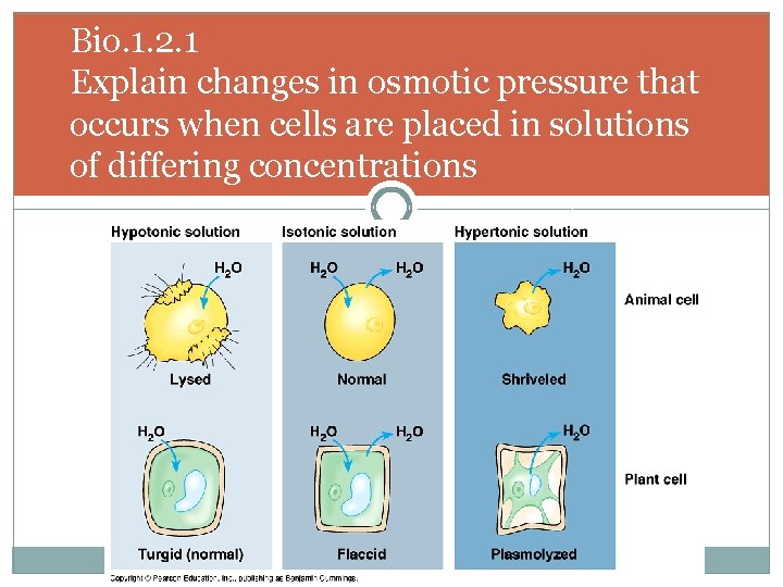 Bio. 1. 2. 1 Explain changes in osmotic pressure that occurs when cells are