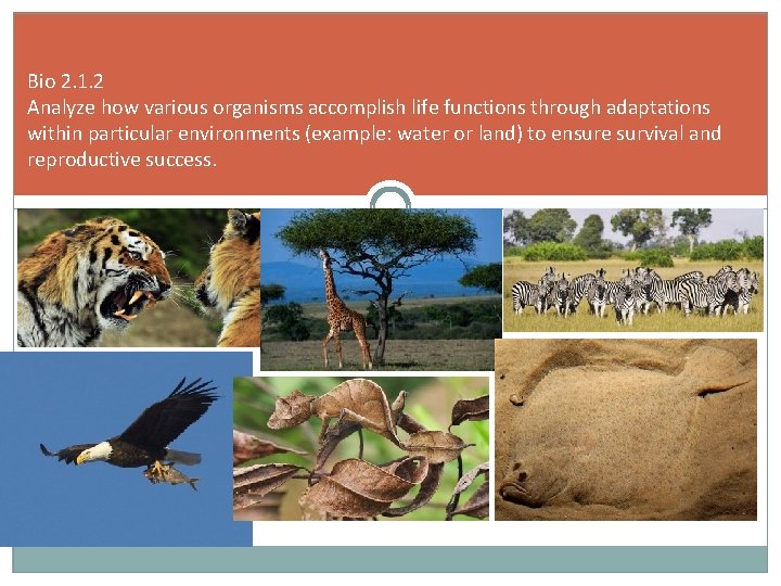 Bio 2. 1. 2 Analyze how various organisms accomplish life functions through adaptations within