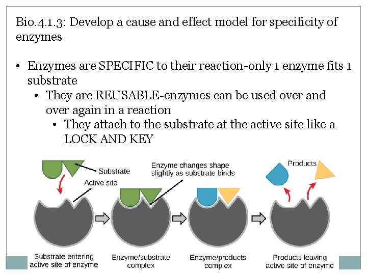 Bio. 4. 1. 3: Develop a cause and effect model for specificity of enzymes