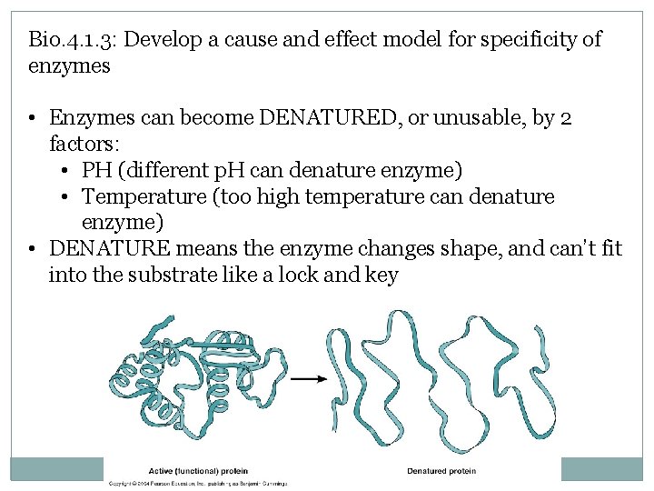 Bio. 4. 1. 3: Develop a cause and effect model for specificity of enzymes