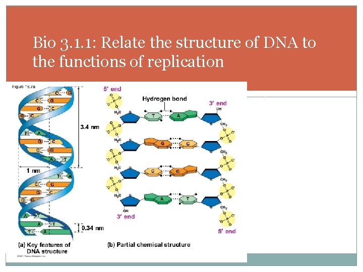 Bio 3. 1. 1: Relate the structure of DNA to the functions of replication
