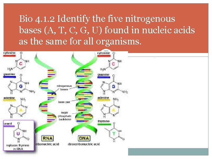 Bio 4. 1. 2 Identify the five nitrogenous bases (A, T, C, G, U)