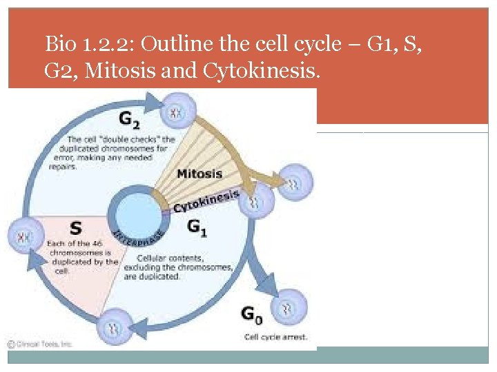 Bio 1. 2. 2: Outline the cell cycle – G 1, S, G 2,