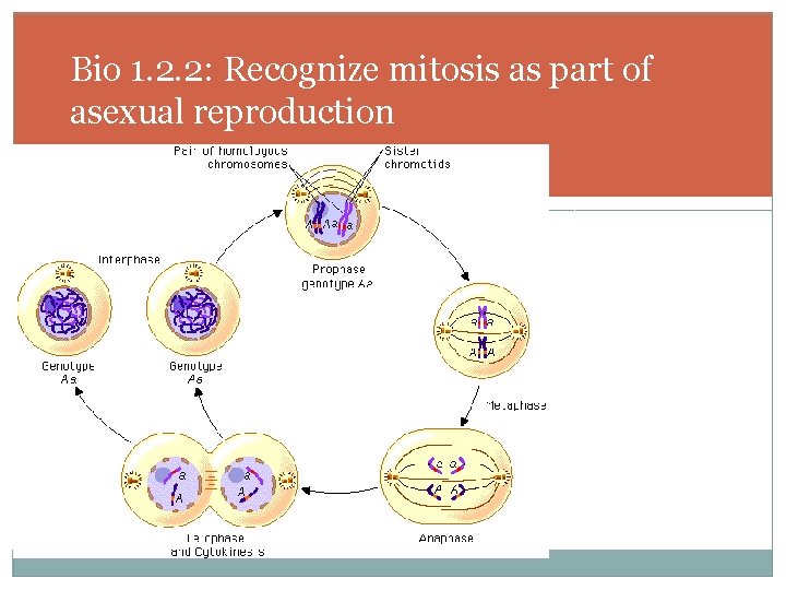 Bio 1. 2. 2: Recognize mitosis as part of asexual reproduction 