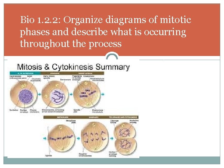 Bio 1. 2. 2: Organize diagrams of mitotic phases and describe what is occurring