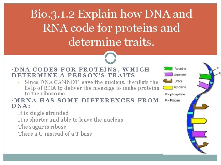 Bio. 3. 1. 2 Explain how DNA and RNA code for proteins and determine