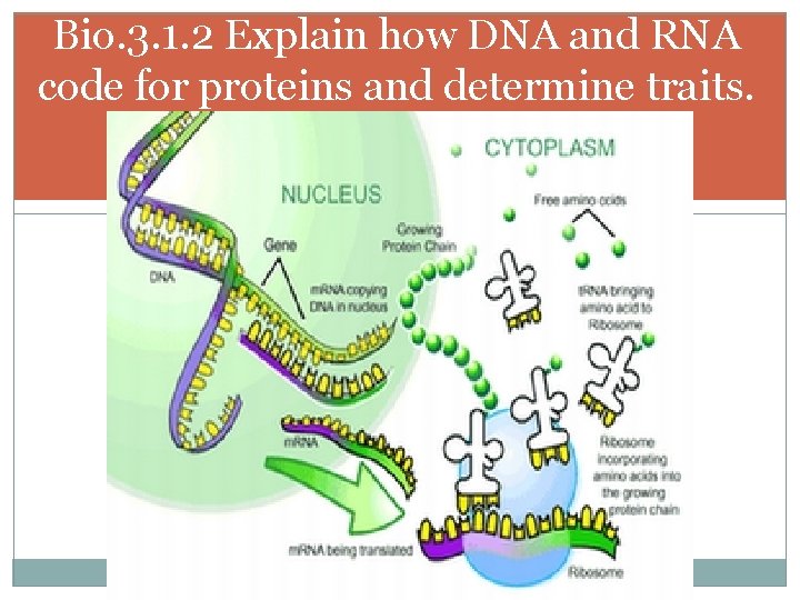 Bio. 3. 1. 2 Explain how DNA and RNA code for proteins and determine
