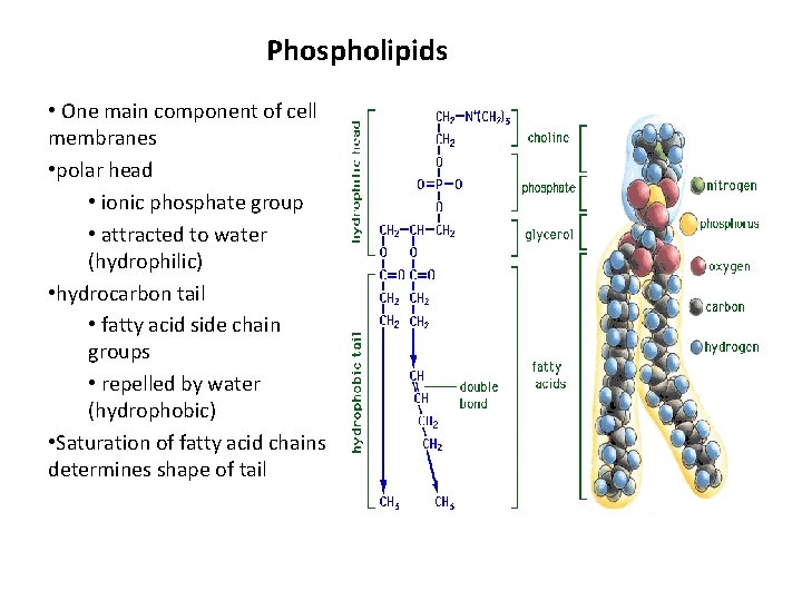Phospholipids • One main component of cell membranes • polar head • ionic phosphate