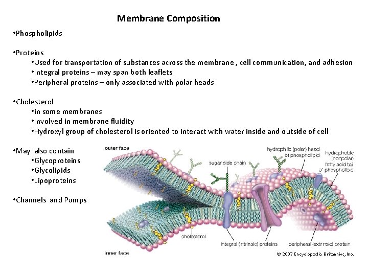 Membrane Composition • Phospholipids • Proteins • Used for transportation of substances across the