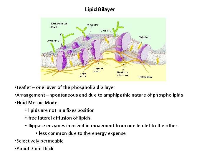 Lipid Bilayer • Leaflet – one layer of the phospholipid bilayer • Arrangement –