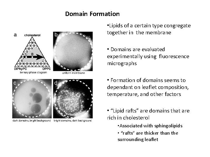 Domain Formation • Lipids of a certain type congregate together in the membrane •