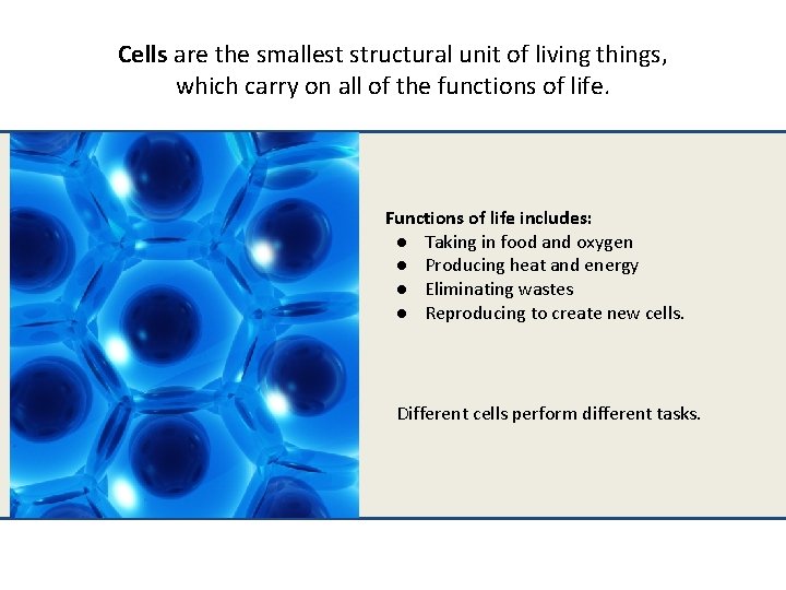 Cells are the smallest structural unit of living things, which carry on all of