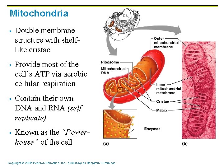Mitochondria § § Double membrane structure with shelflike cristae Provide most of the cell’s