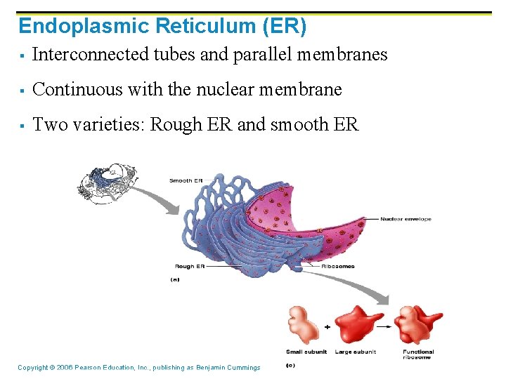 Endoplasmic Reticulum (ER) § Interconnected tubes and parallel membranes § Continuous with the nuclear