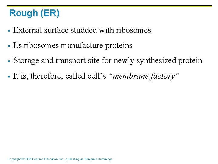 Rough (ER) § External surface studded with ribosomes § Its ribosomes manufacture proteins §