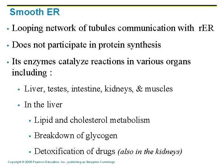 Smooth ER § Looping network of tubules communication with r. ER § Does not