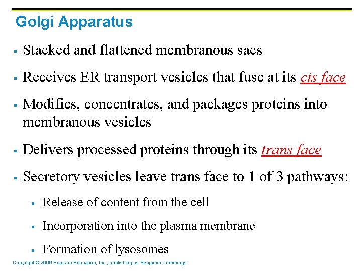 Golgi Apparatus § Stacked and flattened membranous sacs § Receives ER transport vesicles that