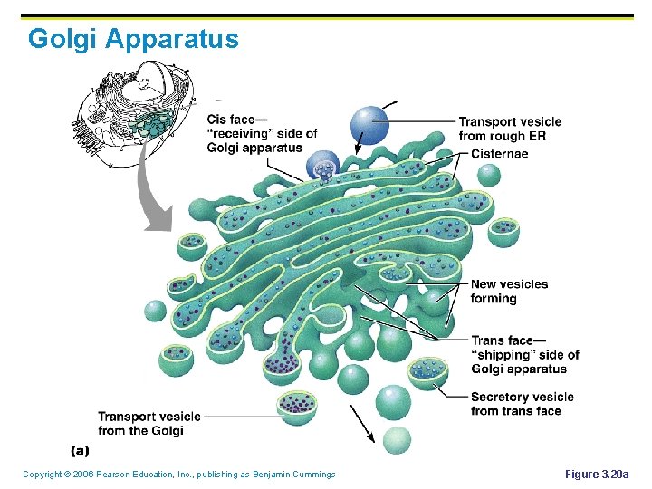 Golgi Apparatus Copyright © 2006 Pearson Education, Inc. , publishing as Benjamin Cummings Figure