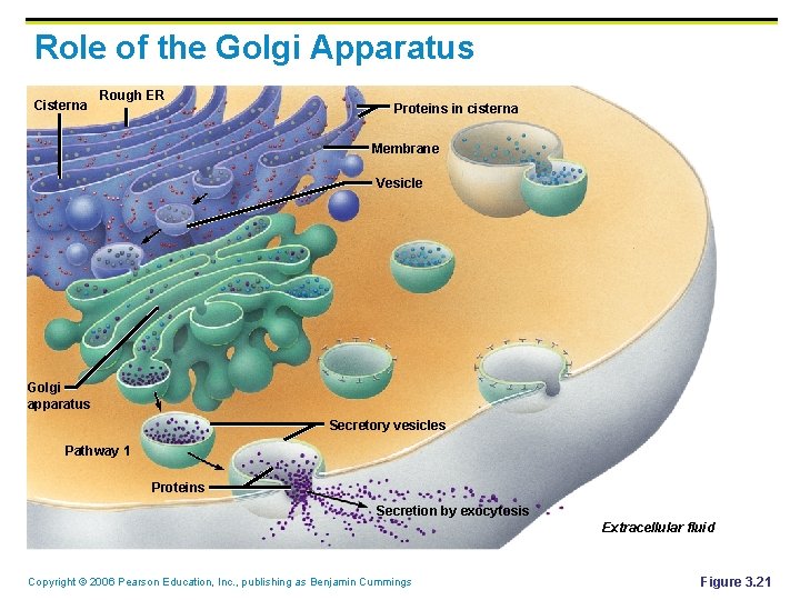 Role of the Golgi Apparatus Cisterna Rough ER Proteins in cisterna Membrane Vesicle Golgi