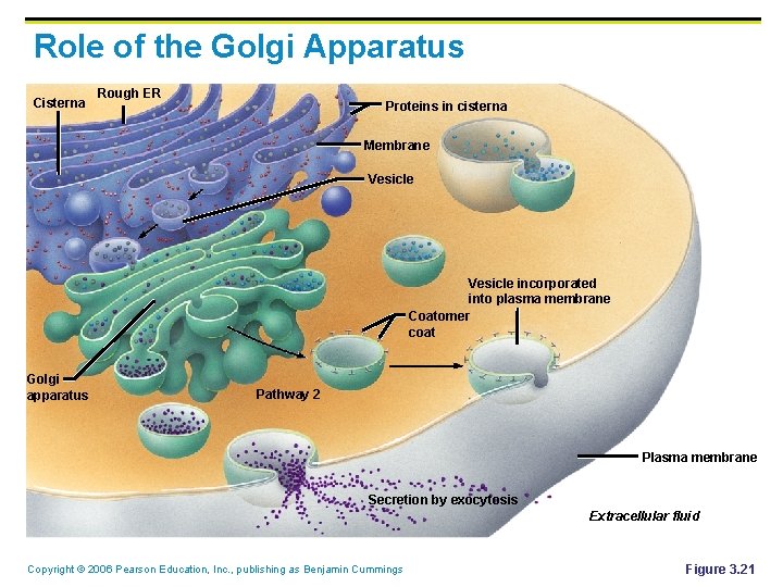 Role of the Golgi Apparatus Cisterna Rough ER Proteins in cisterna Membrane Vesicle incorporated