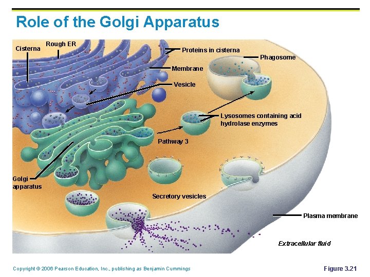Role of the Golgi Apparatus Cisterna Rough ER Proteins in cisterna Phagosome Membrane Vesicle