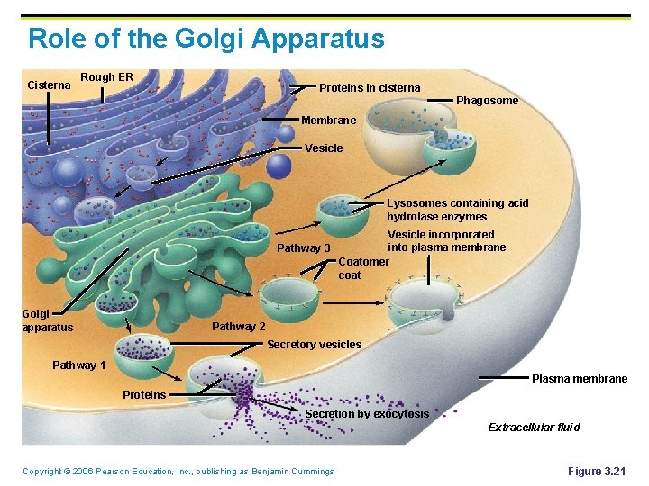 Role of the Golgi Apparatus Cisterna Rough ER Proteins in cisterna Phagosome Membrane Vesicle