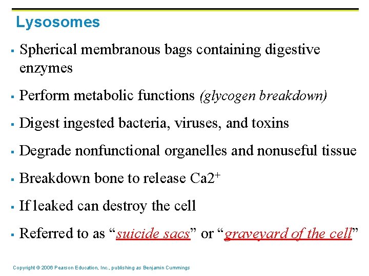 Lysosomes § Spherical membranous bags containing digestive enzymes § Perform metabolic functions (glycogen breakdown)