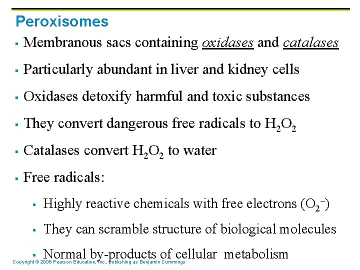 Peroxisomes § Membranous sacs containing oxidases and catalases § Particularly abundant in liver and